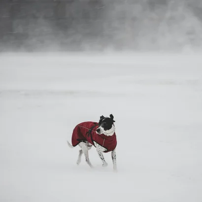 Ins Hotel mit Hund in Kitzbühel Hund mit rotem Mantel läuft im verschneiten, windigen Winterland