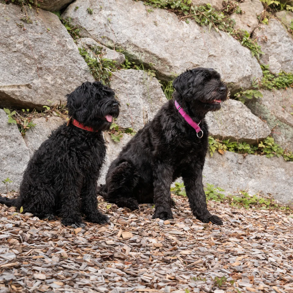 Ins Hotel mit Hund in Kitzbühel Zwei schwarze Hunde sitzen vor einer steinigen Mauer auf Holzspänen