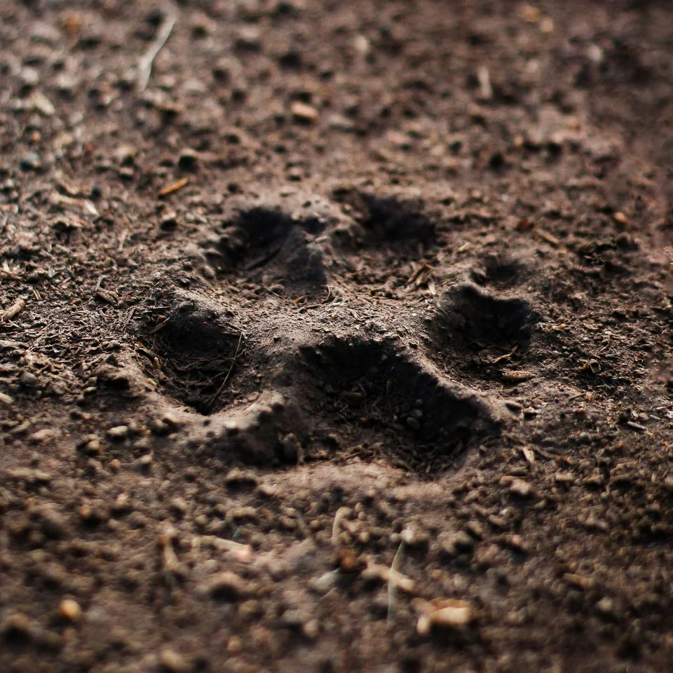 Ins Hotel mit Hund in Kitzbühel Pfotenabdruck eines Tieres im trockenen Erdeboden