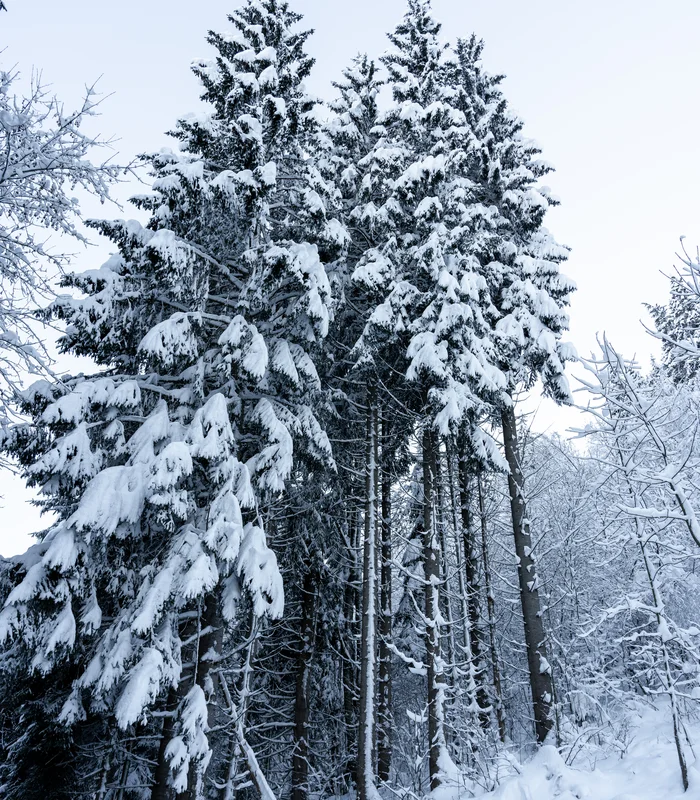 Aktiv in der Gamsstadt im Sporthotel in Kitzbühel Schneebedeckte Tannen in einem winterlichen Wald