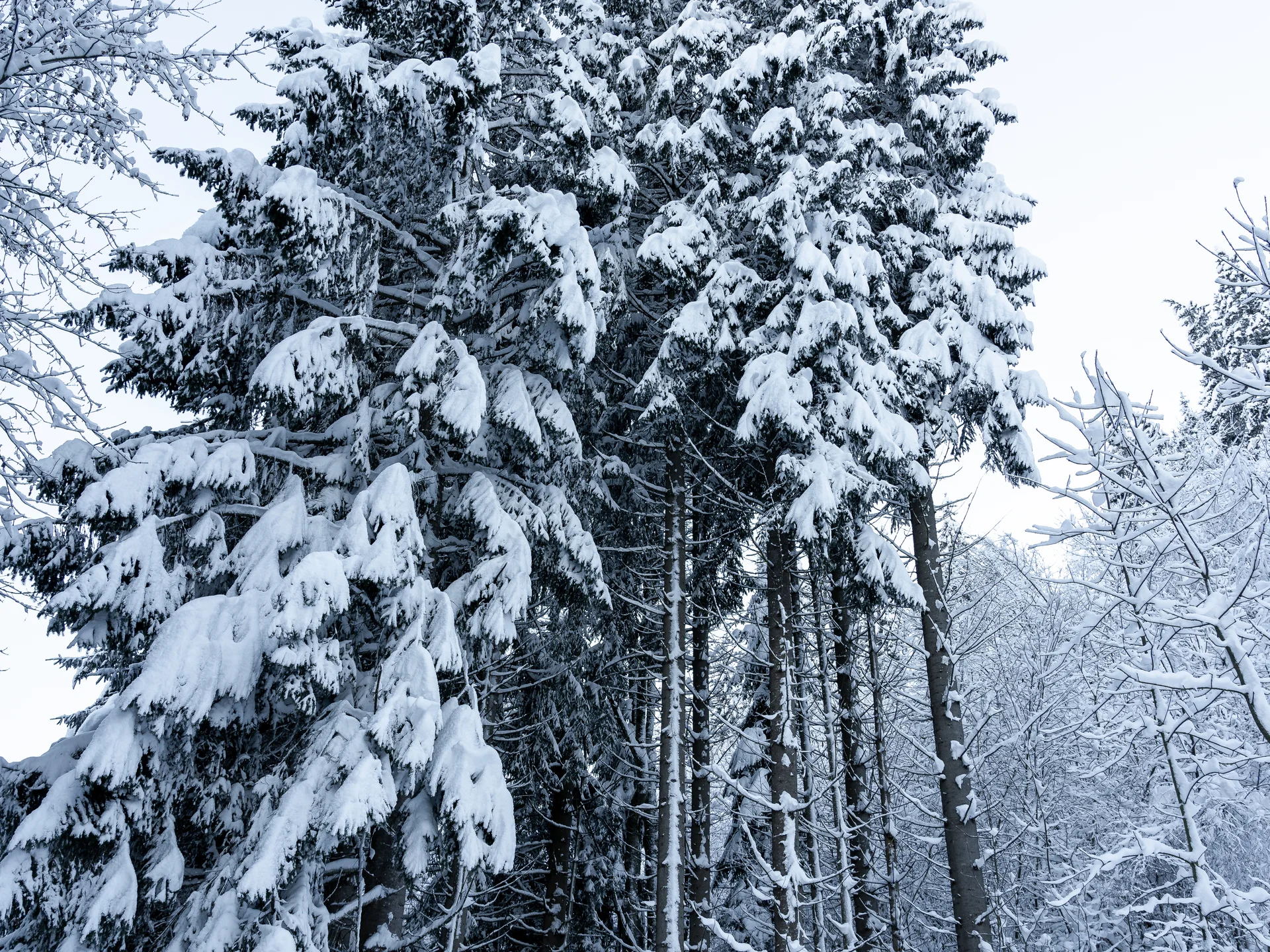 Bilder, die Sie sehen müssen. Schneebedeckte Tannen in einem winterlichen Wald