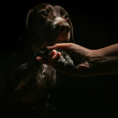 Ins Hotel mit Hund in Kitzbühel Hund gibt Pfote und wird von Hand gehalten vor schwarzem Hintergrund