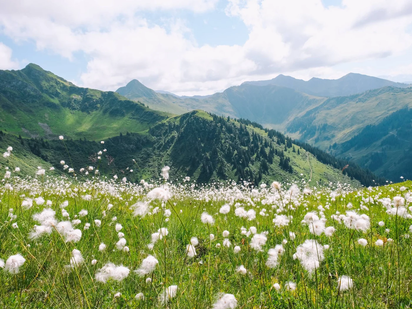 Die Schlossevents Grüne Bergwiese mit weißen Blumen vor Bergen unter bewölktem Himmel