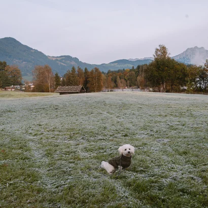 Ins Hotel mit Hund in Kitzbühel Weißer Hund auf frostigem Feld mit Bergen und farbigen Bäumen im Hintergrund