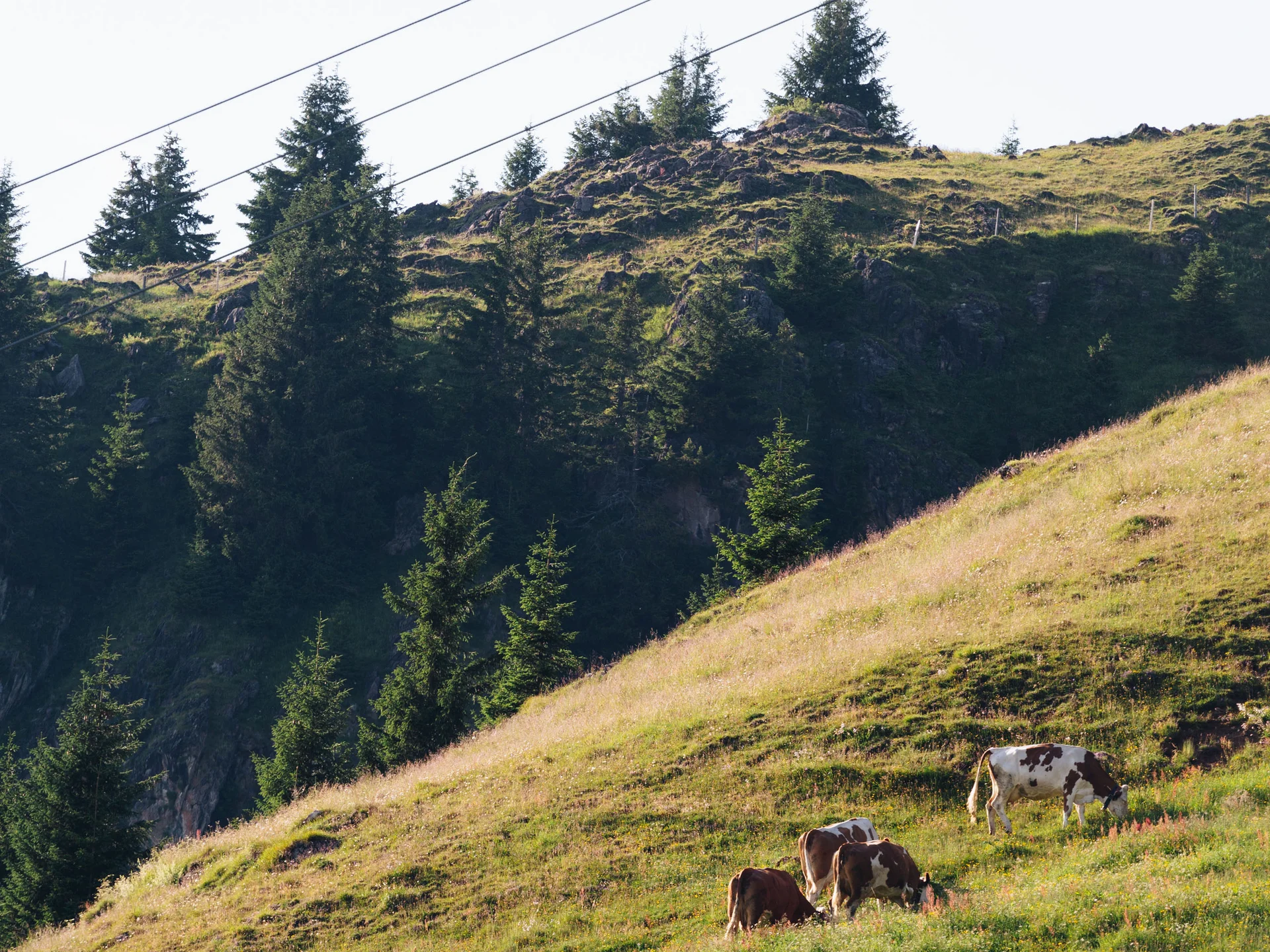 Bilder, die Sie sehen müssen. Kühe grasen auf hügeliger Wiese mit Tannenbäumen im Hintergrund
